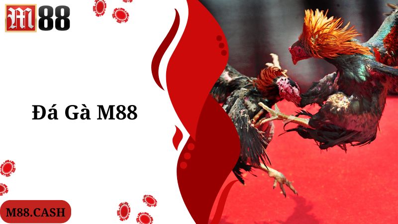 M88 Đá gà: Chơi đá gà trực tiếp Thomo/Philippines siêu hay 1 Giới thiệu về M88 đá gà theo chuyên gia chia sẻ