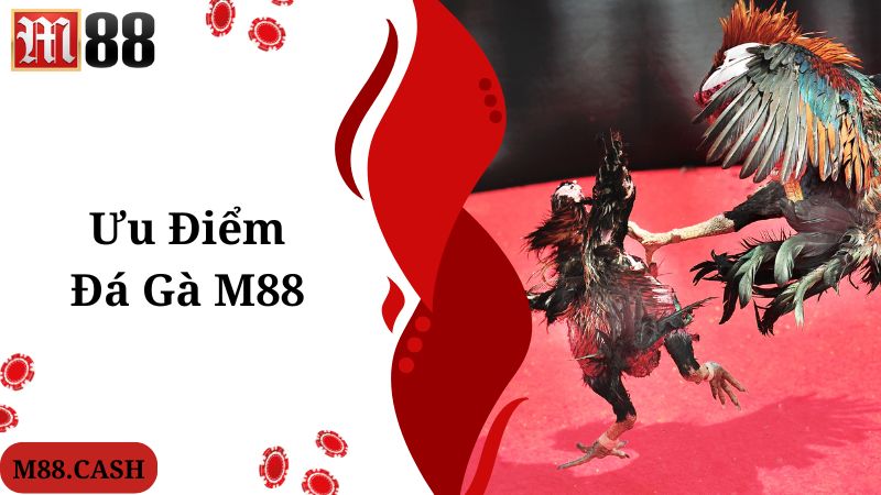 M88 Đá gà: Chơi đá gà trực tiếp Thomo/Philippines siêu hay 4 Ưu điểm được cao thủ đánh giá về chuyên mục M88 đá gà